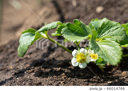 いちごの花（とちおとめ）　家庭菜園　3月 66014766