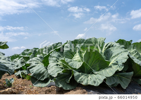 キャベツ　畑　（5月）　青空 66014950