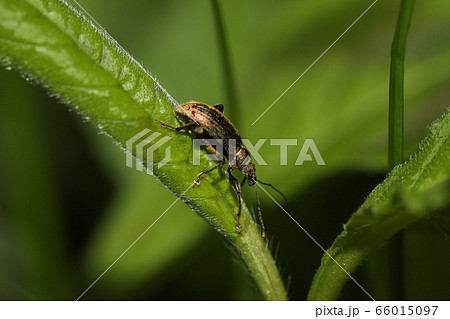 リンゴコフキゾウムシ 66015097