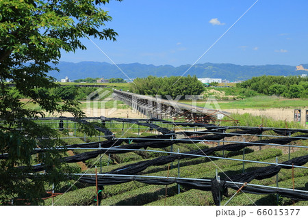 上津屋橋(通称:流れ橋・京都府八幡市)、23回流されても 上津屋橋(通称:流れ橋・京都府八幡市)、23回流されても 66015377