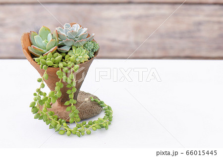 Mix of green echeveria succulent plants arrangement in ice cream cone shape clay pot on white table wooden background 66015445