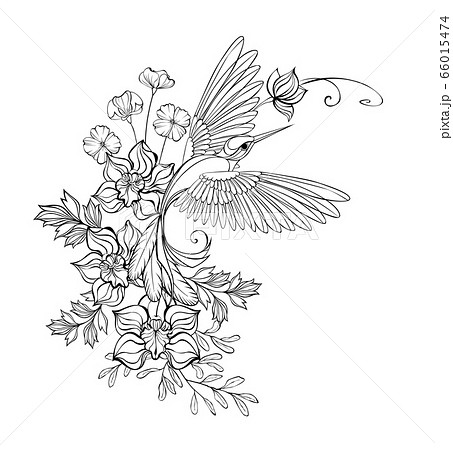 Contour hummingbird with orchids 66015474