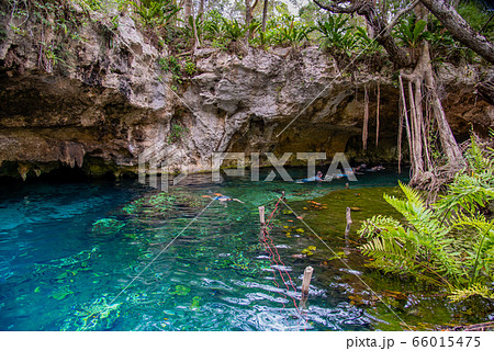メキシコ グランセノーテで泳ぐ人々 メキシコ グランセノーテで泳ぐ人々 66015475