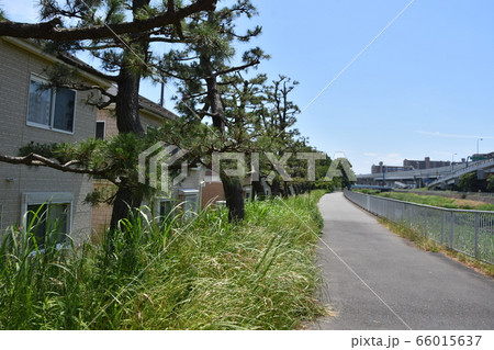 小出川 散歩道 茅ヶ崎市 小出川 散歩道 茅ヶ崎市 66015637