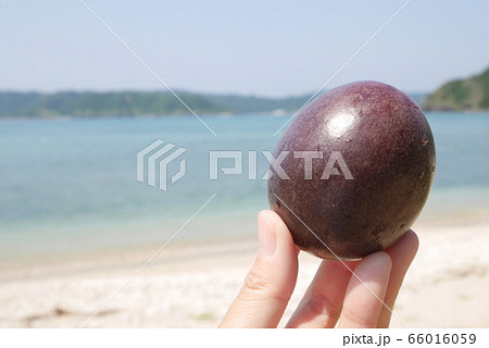 パッションフルーツ　奄美　南国 66016059