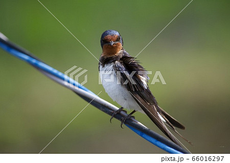 ツバメ ツバメ 66016297