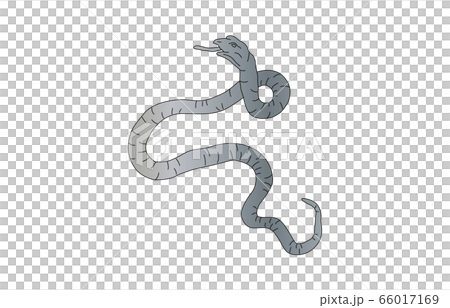 88星座線なしみずへび座 88星座線なしみずへび座 66017169