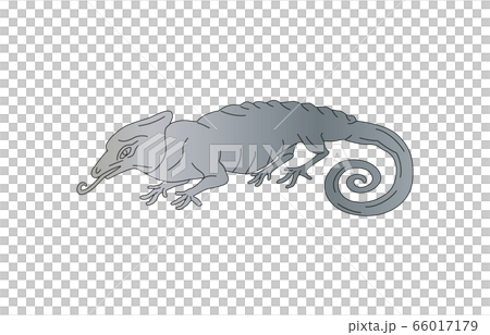 88星座線なしカメレオン座 66017179