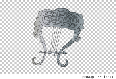 88星座線なしこと座 66017244