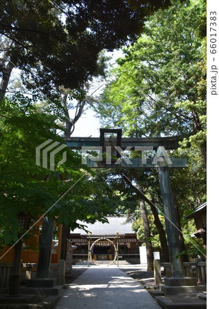 平塚八幡宮　茅の輪くぐり　神奈川県 66017383