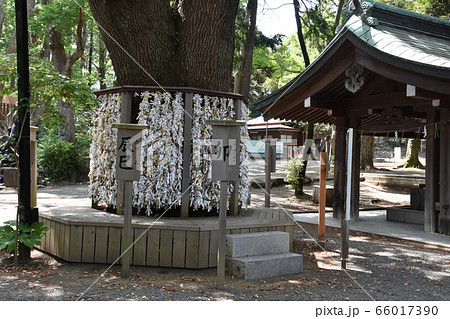 平塚八幡宮 神社 神奈川県 平塚八幡宮 神社 神奈川県 66017390