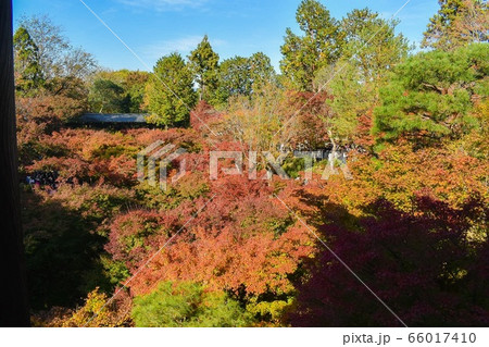 京都の秋 東福寺の紅葉絨毯の写真素材