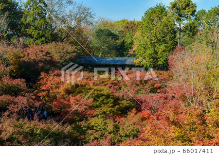 京都の秋 東福寺の紅葉絨毯の写真素材