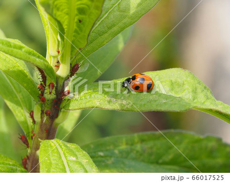 ナナホシテントウ ナナホシテントウ 66017525