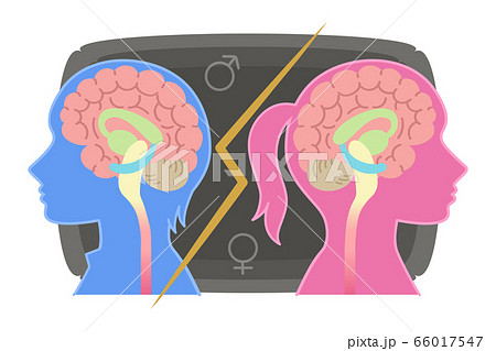 男性脳と女性脳の図表イラスト 心理学 けんか すれ違い のイラスト素材