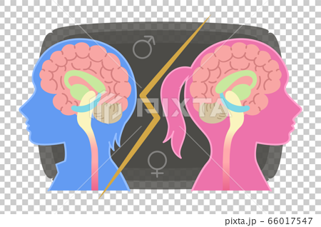 男性脳と女性脳の図表イラスト 心理学 けんか すれ違い のイラスト素材
