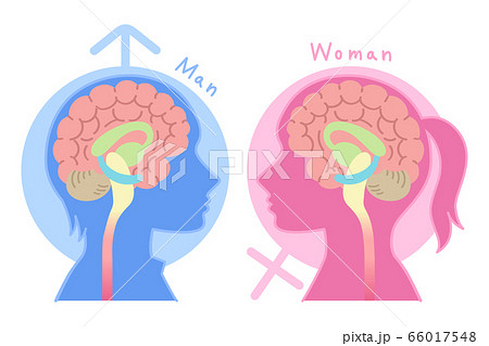 男性脳と女性脳の図表イラスト 心理学 脳のしくみ 背景あり のイラスト素材