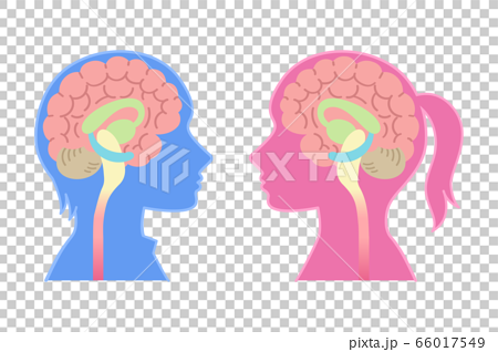 男性脳と女性脳の図表イラスト 心理学 脳のしくみ 背景なし のイラスト素材