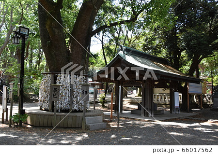 平塚八幡宮 神社 神奈川県 平塚八幡宮 神社 神奈川県 66017562