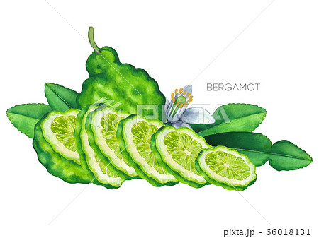 Watercolor Whole And Sliced Bergamot Fruits のイラスト素材 Watercolor Whole And Sliced Bergamot Fruits のイラスト素材