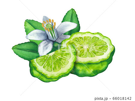Watercolor Sliced Bergamot Fruits Leaves And のイラスト素材 Watercolor Sliced Bergamot Fruits Leaves And のイラスト素材