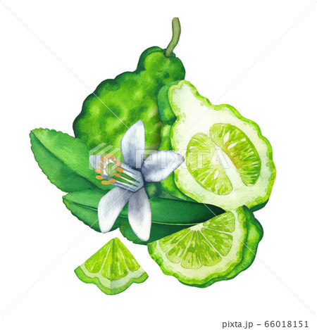 Watercolor whole and sliced bergamot fruits, leaves and flower 66018151