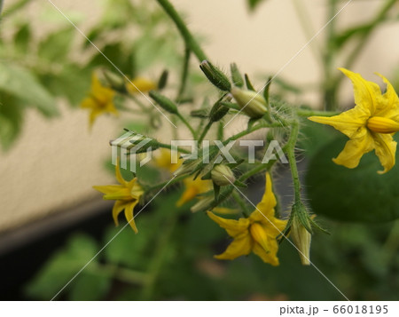 ミニトマトの花 プチトマト 花 蕾の写真素材