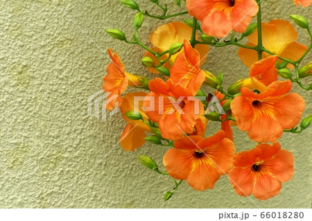ノウゼンカズラの花 ノウゼンカズラの花 66018280