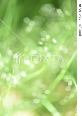 緑の自然背景のぼかし　植物　草　抽象的 66018530