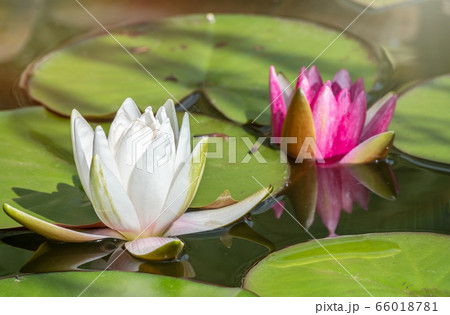 White, Nymphaea alba, and pink, Nymphaea lotus White, Nymphaea alba, and pink, Nymphaea lotus 66018781
