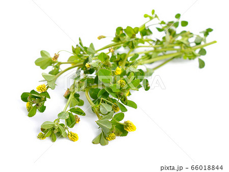 Trifolium dubium, the lesser trefoil, suckling 66018844