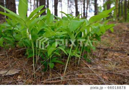 Polygonatum odoratum, Solomon's seal or scented 66018878
