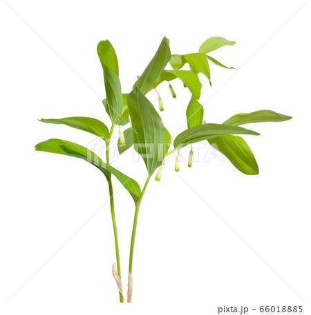 Polygonatum odoratum, Solomon's seal or scented 66018885