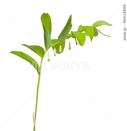 Polygonatum odoratum, Solomon's seal or scented 66018889