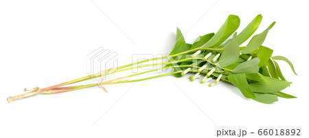 Polygonatum odoratum, Solomon's seal or scented 66018892