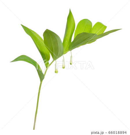 Polygonatum odoratum, Solomon's seal or scented Polygonatum odoratum, Solomon's seal or scented 66018894