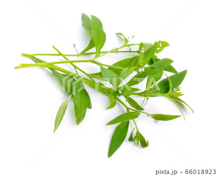 Myosotis nemorosa or Myosotis strigulosa isolated 66018923