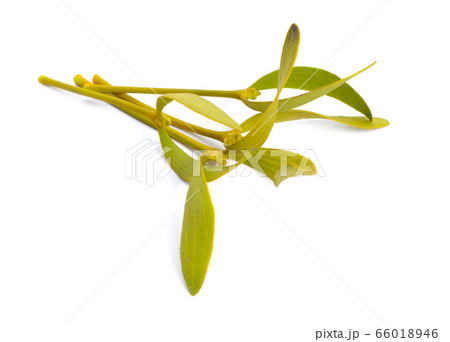 Viscum album, commonly known as European Viscum album, commonly known as European 66018946