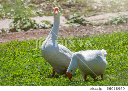Two white geese eat grass on a green lawn Two white geese eat grass on a green lawn 66018960