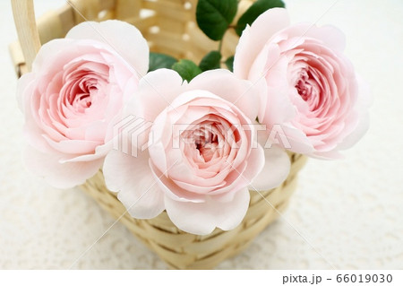 薔薇 薔薇 66019030