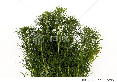 ハママーチ（リュウキュウヨモギ） 66019045