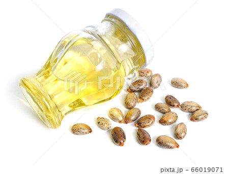 Seed of Ricinus communis, the castor bean or 66019071