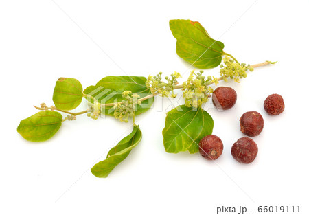 Ziziphus spina-christi, known as the Christ's Ziziphus spina-christi, known as the Christ's 66019111