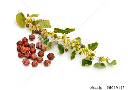 Ziziphus spina-christi, known as the Christ's 66019115