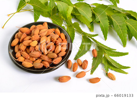 Azadirachta indica, commonly known as neem, Azadirachta indica, commonly known as neem, 66019133