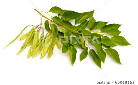 Dalbergia or Rosewood sheesham. Plant with seed. 66019163