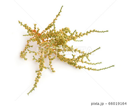 Cornulaca monacantha. It is known as had and 66019164