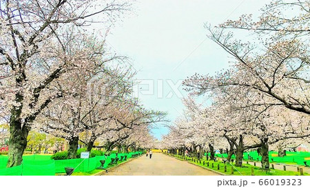 花見 66019323