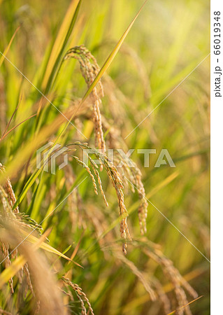 Organic Jasmine Rice in the Rice Field Background 66019348
