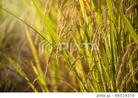 Organic Jasmine Rice in the Rice Field Background Organic Jasmine Rice in the Rice Field Background 66019350
